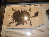 Turtle Fossil.webp