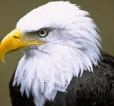 another page eagle small.webp
