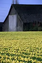 yellowfield.webp