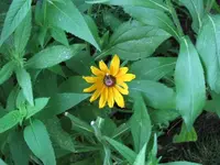 spiderflydaisey.webp