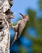 woodpecker-1.webp