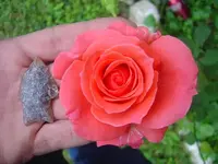 DSC03572.webp
