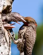 woodpecker-3.webp