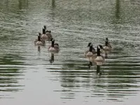 Canadian Geese.webp