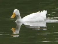 Duck.webp
