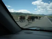 dashcam - cattle drive.webp