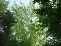 Raccon 06-02-07 012.webp