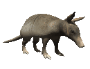 armadillo[1].gif