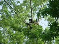 Raccon 06-02-07 013.webp