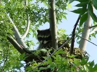 Raccon 06-02-07 015.webp