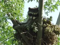 Raccon 06-02-07 018.webp