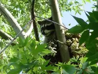 Raccon 06-02-07 019.webp