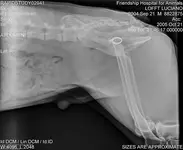 dog.webp