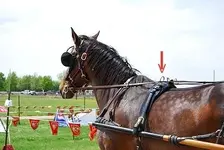Horse_harness_closeup.webp