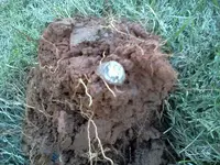 ring.webp