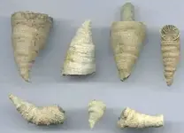 lophocoral2-500.webp lophocoral2-500.webp