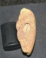 fossil 3.webp