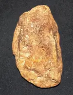 fossil 2.webp