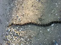 snake.webp