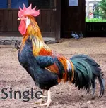 ATT00004.jpg men1.webp