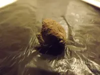 DSCF1250.webp