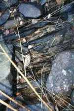 creek 030.webp