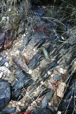 creek 031.webp