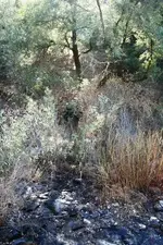 creek 035.webp