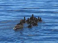 Pickerel Lake 01.webp