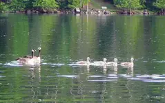 Pickerel Lake 04.webp