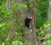 Wolf River 2.webp