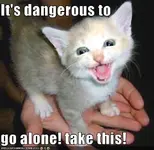 cat.webp cat.webp