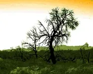 STILL LIFE-0002-2.webp