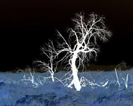 STILL LIFE-0002-1.webp