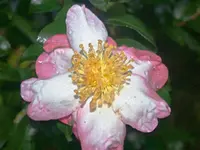 PA014865.webp
