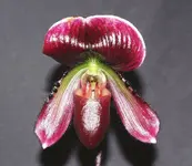 Lady Slipper 2.webp