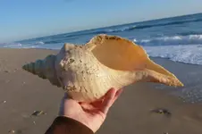 Horse Conch.webp