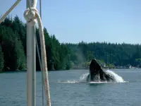 whaleeating.webp whaleeating.webp