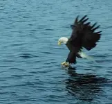 eagle1.webp