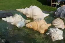 horse conchs - Copy.webp