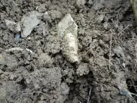 Metal Detecting 436.webp