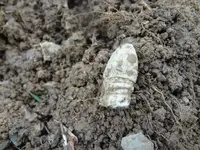 Metal Detecting 437.webp