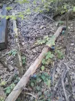 Insulator Pole.webp