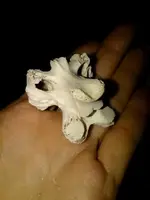 image-4006141981.webp