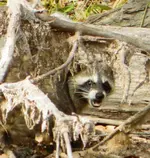 DSCN1708.webp