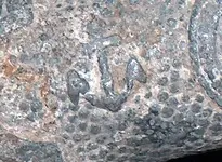 anchor 002.webp