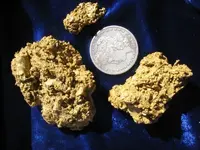 Shep Nuggets.webp