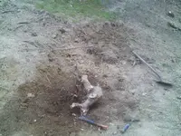 IMAG0017.webp IMAG0017.webp