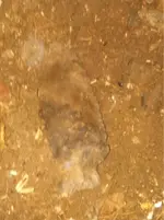 image-3130038614.webp