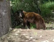 Bear at Cabin.webp